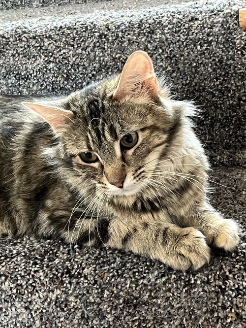 picture of the cat needing adoption