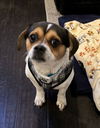 Puggles