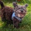 Skippy