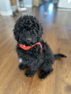 Remy