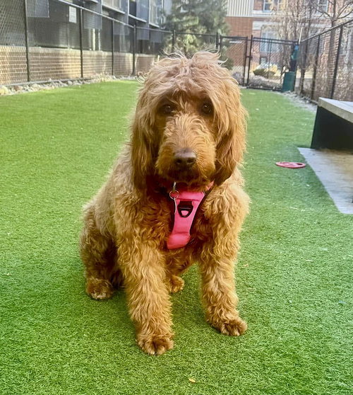 RUA - Golden Retriever / Poodle (Standard) available for adoption