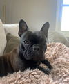 Patsy