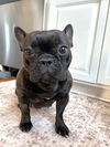 Patsy