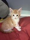 Cheddar
