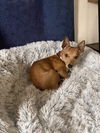 Cheeto