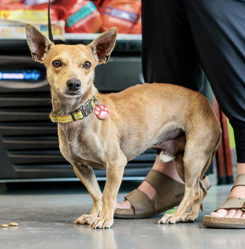 picture of the dog needing adoption