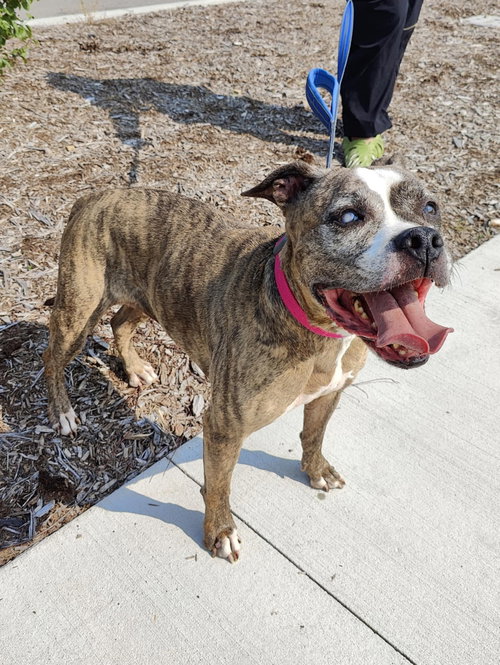 CAMMY - Boxer available for adoption