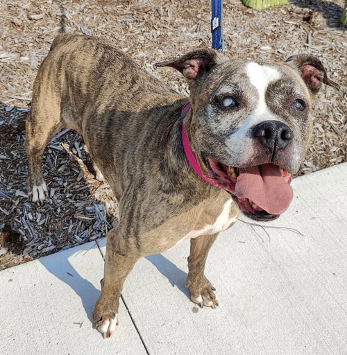 picture of the dog needing adoption
