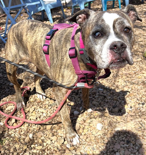 Cammy, an adoptable Boxer in St. Louis Park, MN