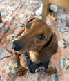Howie
