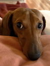 Howie