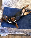 Bodie