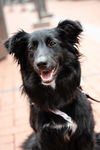 Serafina