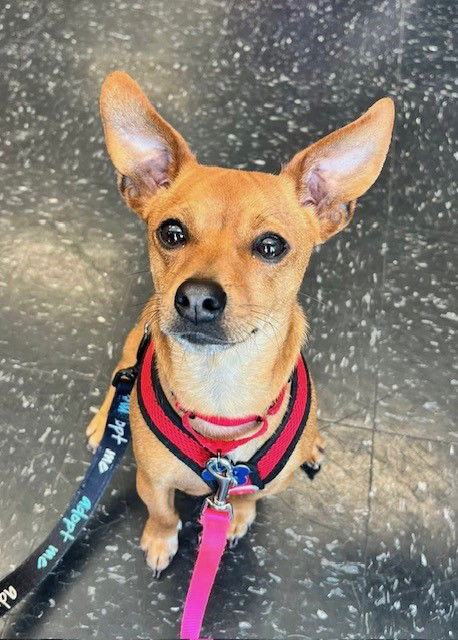 adoptable Dog in Minneapolis, MN named Sheriff