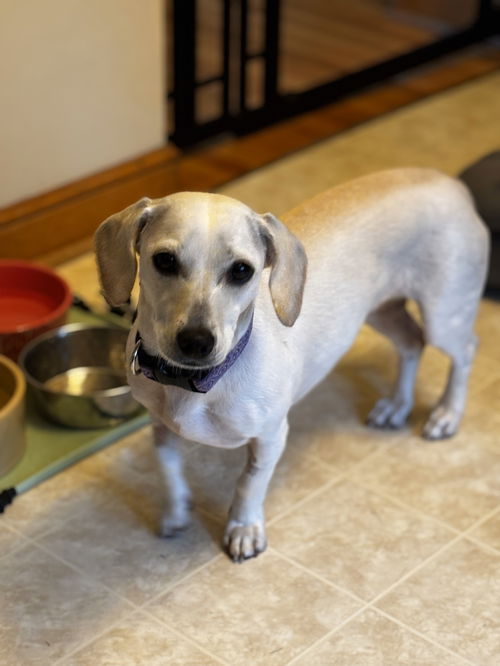 Pearla