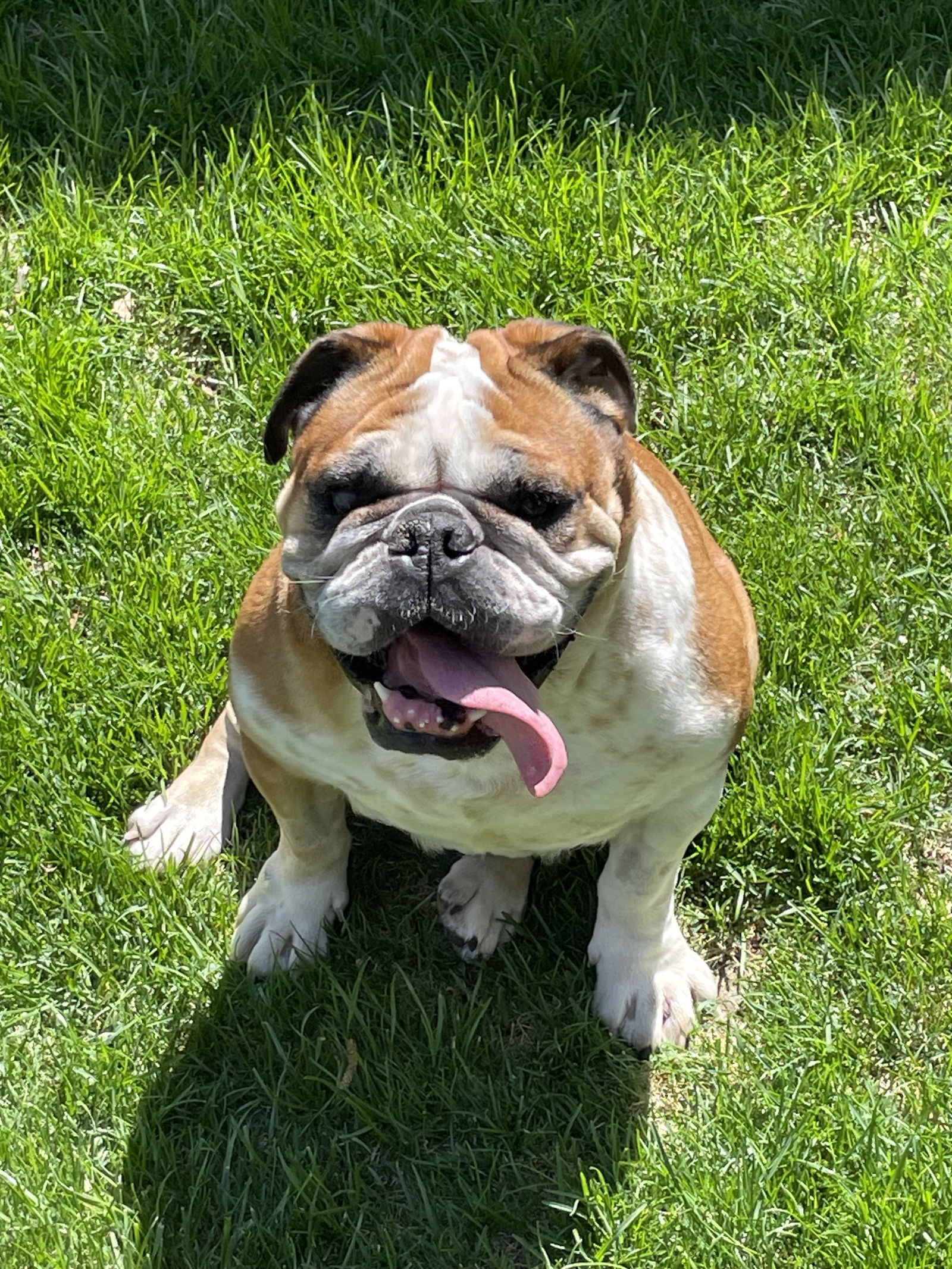 adoptable Dog in Minneapolis, MN named Donut