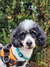 Rigel - Photo 8
