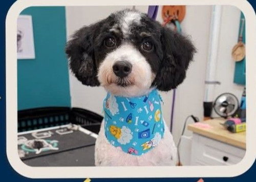RIGEL - Poodle (Miniature) available for adoption
