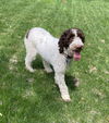Thora