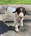 Thora