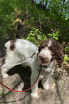 Thora