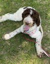 Thora