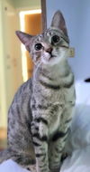 adoptable Cat in  named LillyAnna