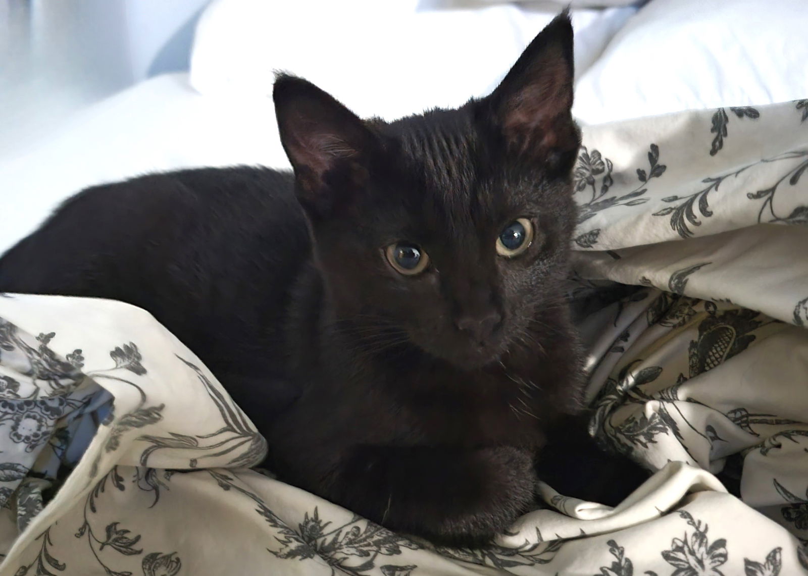 adoptable Cat in Minneapolis, MN named Leia