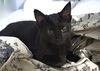 adoptable Cat in minneapolis, MN named Leia