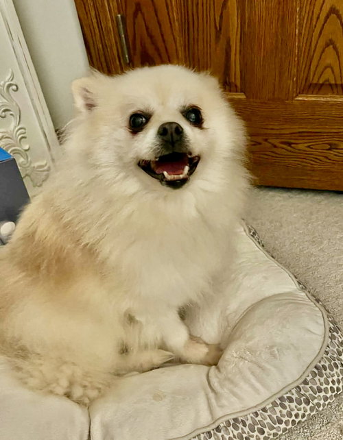 picture of the dog needing adoption