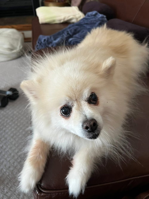POM POMS - Pomeranian available for adoption
