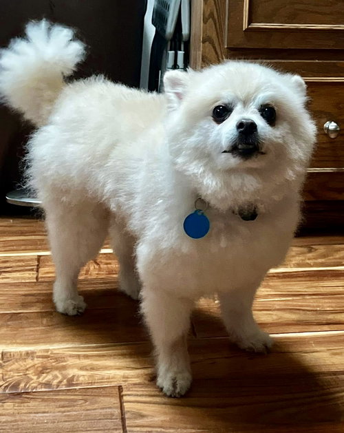 POM POMS - Pomeranian available for adoption