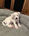 Penny