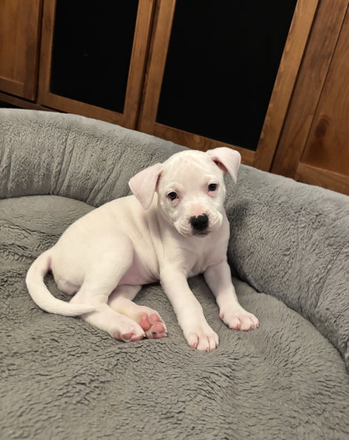 Penny