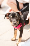 adoptable Dog in minneapolis, MN named Paisley