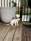 Poppy