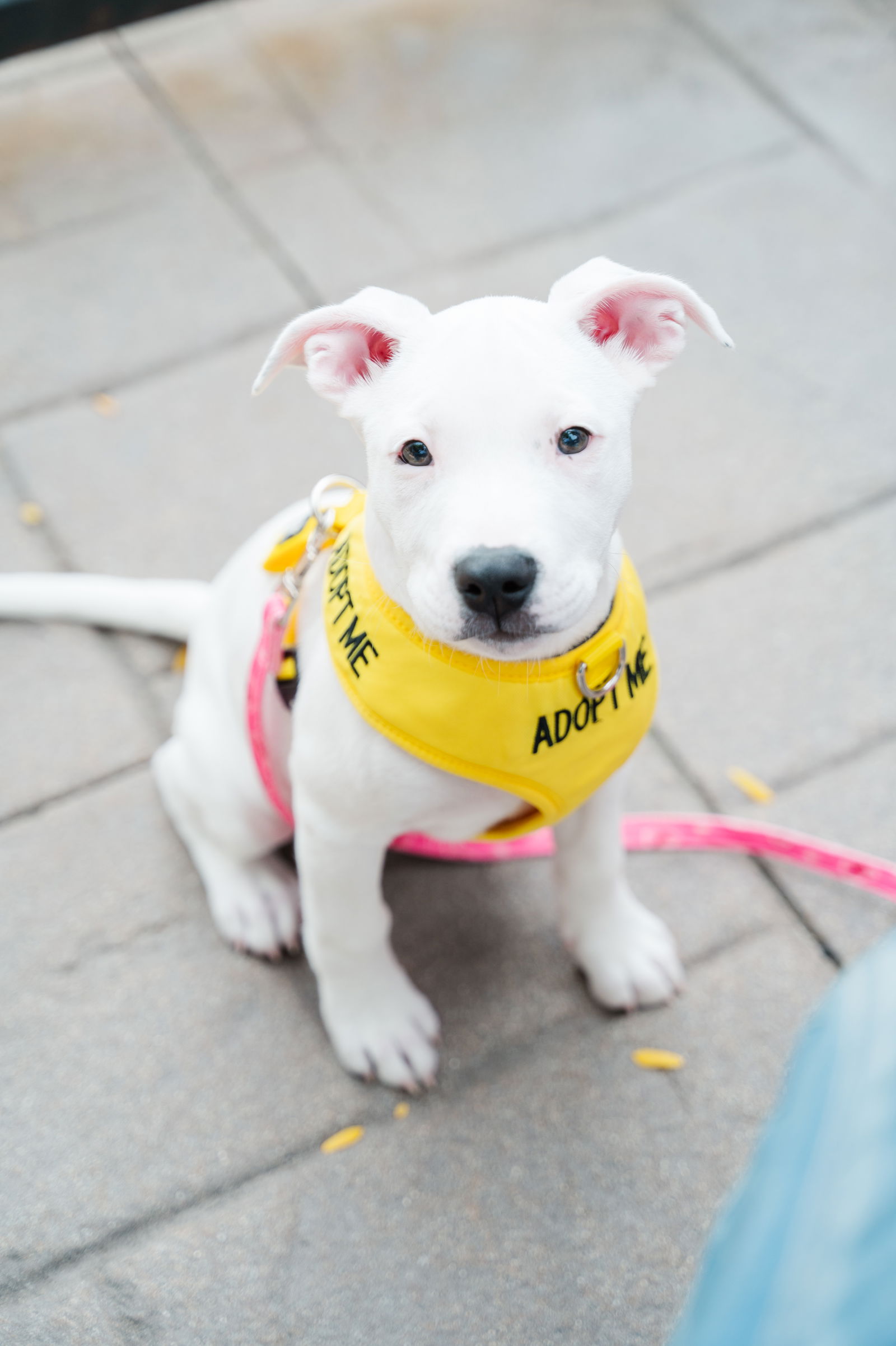 adoptable Dog in Minneapolis, MN named Poppy