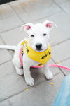 adoptable Dog in minneapolis, MN named Poppy