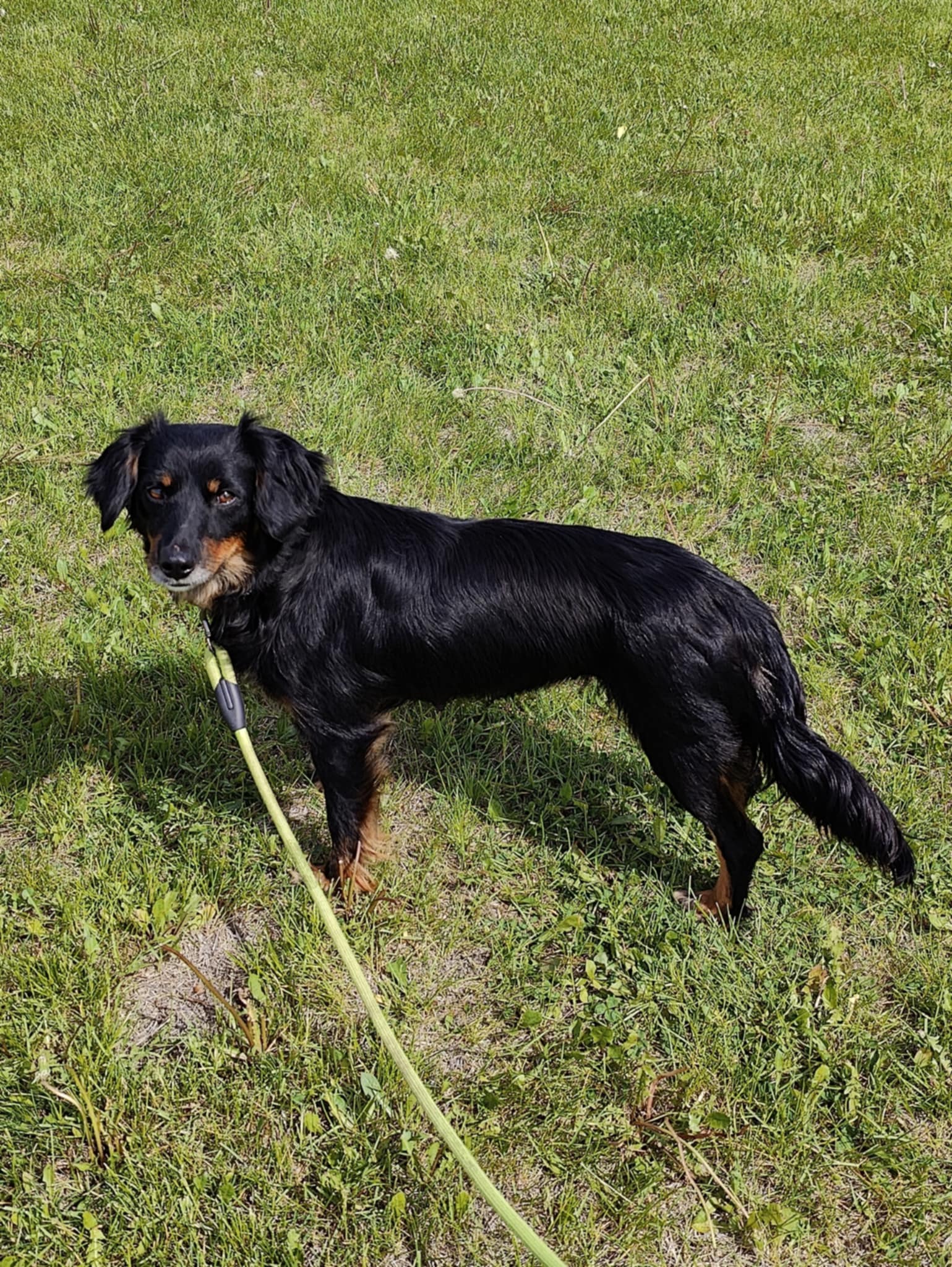 adoptable Dog in Minneapolis, MN named Tina