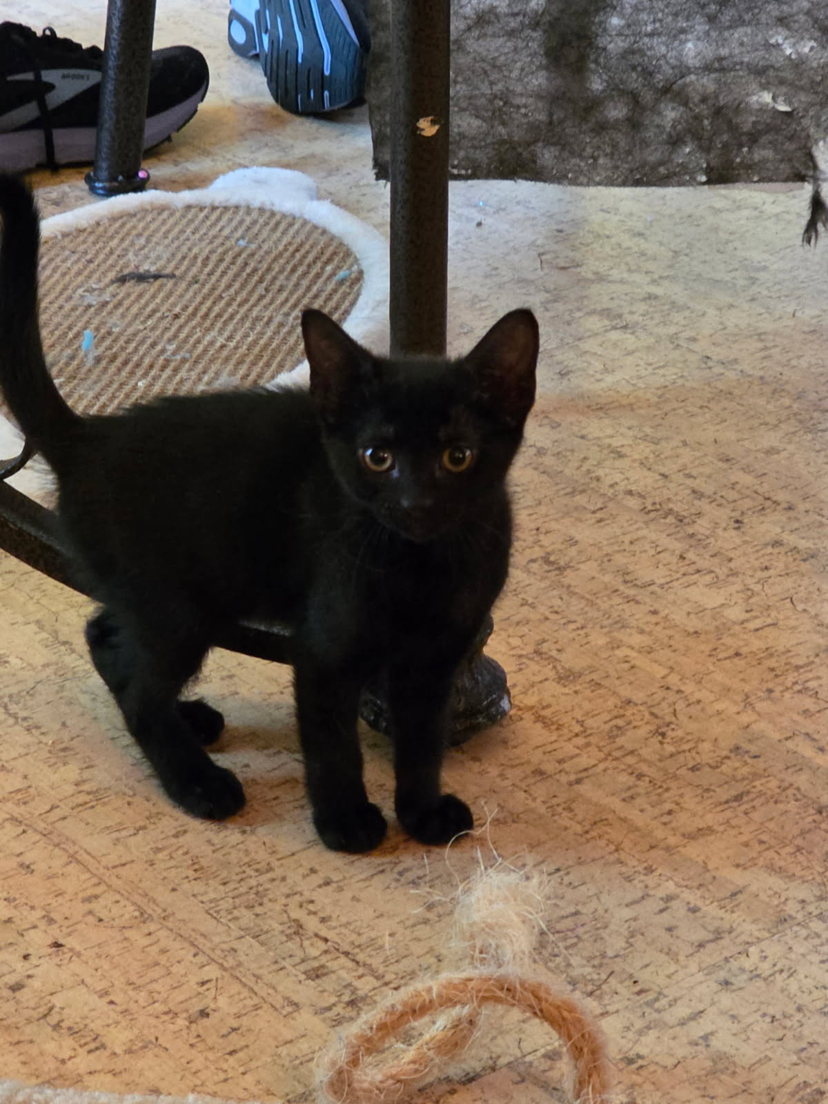 adoptable Cat in Minneapolis, MN named Daisy