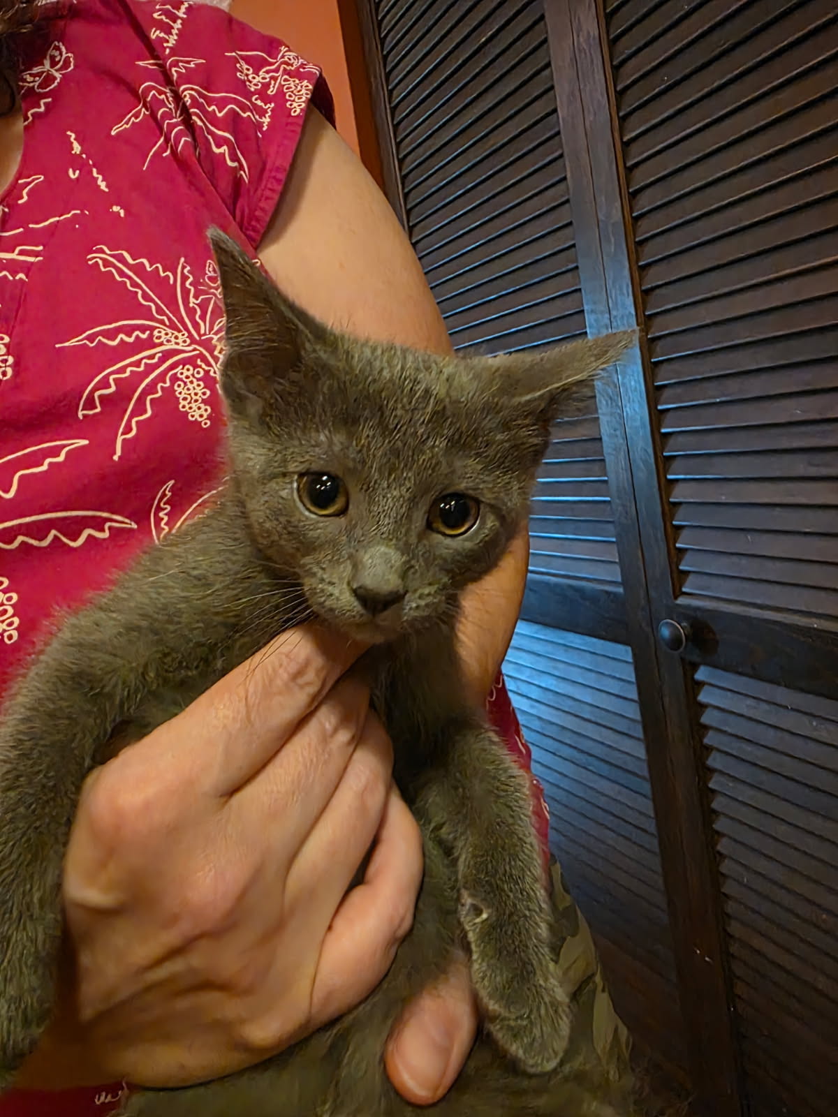 adoptable Cat in Minneapolis, MN named Dandelion