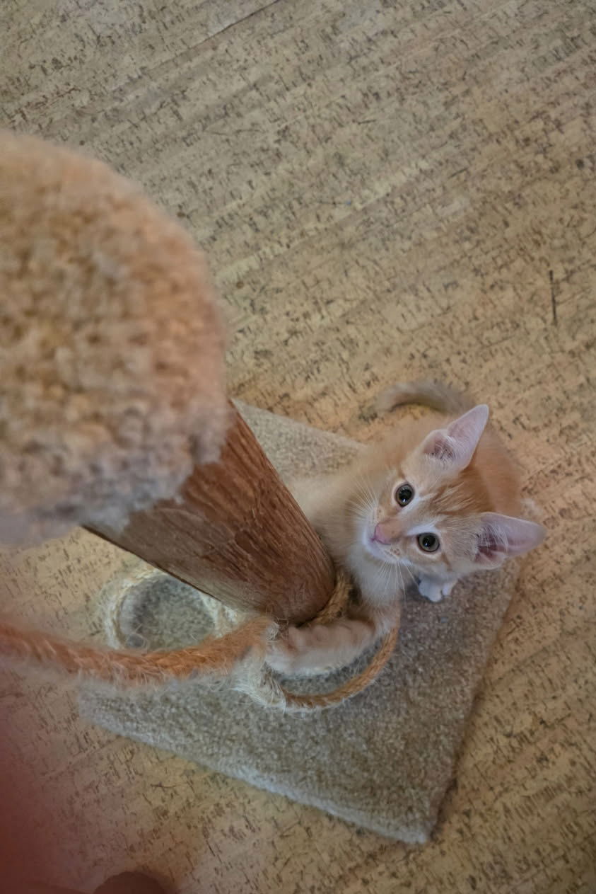 adoptable Cat in Minneapolis, MN named Dutch