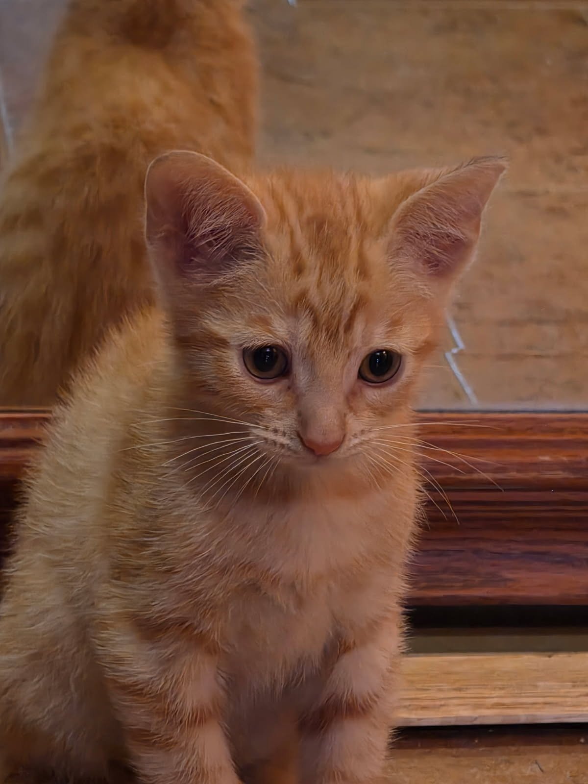 adoptable Cat in Minneapolis, MN named Dandy