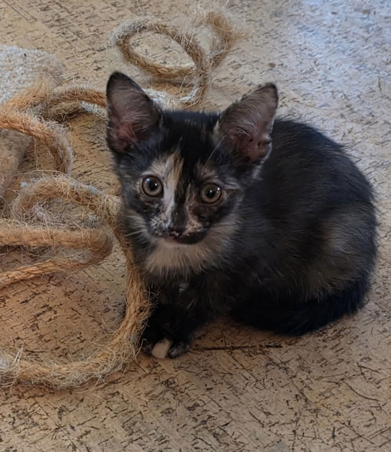adoptable Cat in Minneapolis, MN named Daffodil