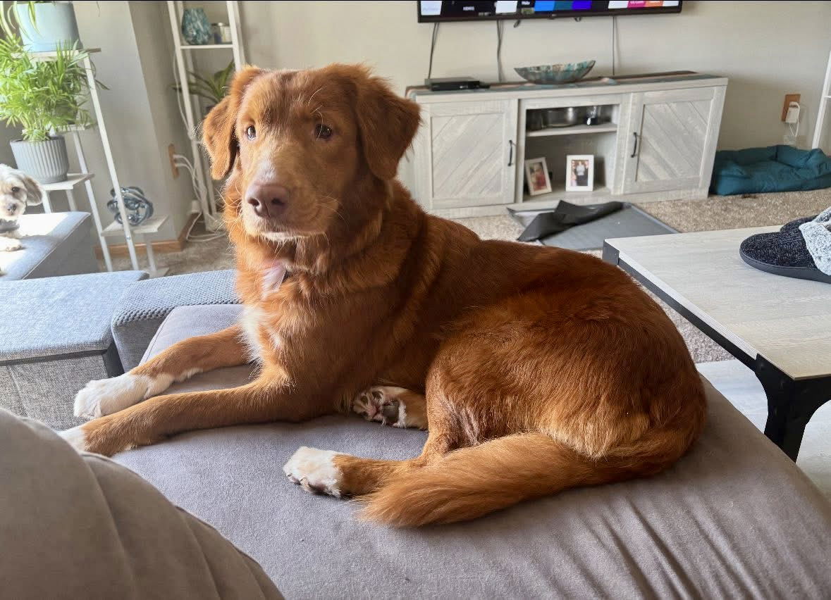 adoptable Dog in Minneapolis, MN named Serena Joy