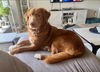 adoptable Dog in minneapolis, MN named Serena Joy