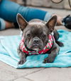 adoptable Dog in  named Moira