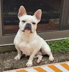 adoptable Dog in , MN named Martha
