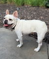 adoptable Dog in minneapolis, MN named Martha