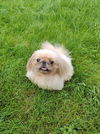 Dumpling